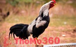 tính năng nổi bật đá gà thomo linh kê 9 cựa
