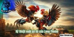 tính năng nổi bật đá gà thomo long thomo