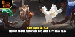 tính năng nổi bật đá gà thomo siêu kinh điển