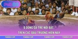 tính năng nổi bật da ga tre vuasoikeo