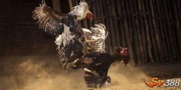tính năng nổi bật đá gà trên mạng ăn tiền