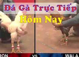 tính năng nổi bật đá gà trực tiếp .com