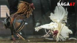 tính năng nổi bật đá gà trực tiếp daga67 .blog