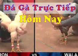 tính năng nổi bật đá gà trực!