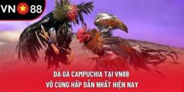 tính năng nổi bật đá gà vn88