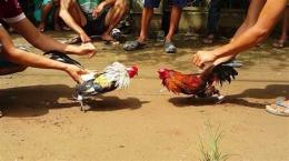 tính năng nổi bật đá giải gà tre 2018
