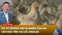 tính năng nổi bật gà bị trắng da