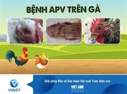 tính năng nổi bật gà bị viêm da