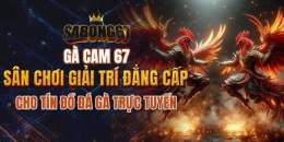 tính năng nổi bật gà cam 67 đá trực tiếp