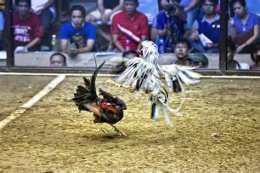 tính năng nổi bật gà chọi thái lan đá nhau