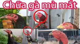 tính năng nổi bật gà đá bị sưng mặt