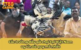 tính năng nổi bật gà đá c3 trận 54