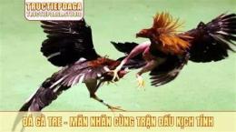 tính năng nổi bật gà đá giải 12 tháng 3