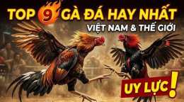 tính năng nổi bật ga da hay nhat viet nam