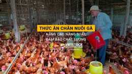 tính năng nổi bật gà đá nuôi mấy tháng