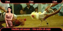 tính năng nổi bật gà đá savan