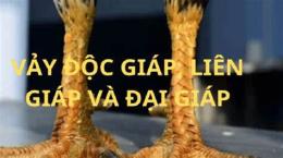 tính năng nổi bật gà đá thần kê