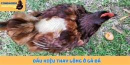 tính năng nổi bật gà đá thay lông bao lâu