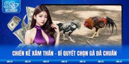 tính năng nổi bật gà đá xám thần