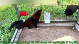 tính năng nổi bật gà duyên ti đá hôm nay