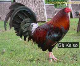tính năng nổi bật gà kelso đá