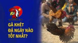 tính năng nổi bật gà khét đá ngày nào tốt nhất