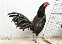 tính năng nổi bật gà lai mỹ đá cựa sắt