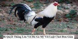 tính năng nổi bật gà mỹ đá với gà việt