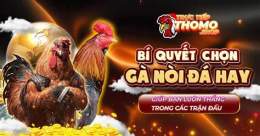 tính năng nổi bật gà nòi đá hay nhất