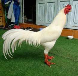 tính năng nổi bật gà thái chumphon _ (đá cựa sắt)