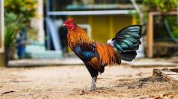 tính năng nổi bật gà thay lông có đá được không