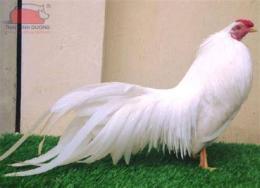 tính năng nổi bật gà tre đá giá bao nhiêu