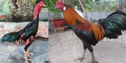tính năng nổi bật gà tre đá với gà đòn