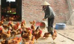 tính năng nổi bật gà tre nuôi bao lâu thì đá được