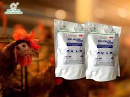 tính năng nổi bật gà trùng huyết đã được không