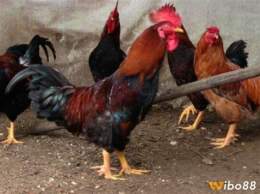 tính năng nổi bật gà việt nam đá với gà thái lan
