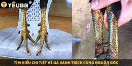 tính năng nổi bật gà xanh trích đá gà chuối
