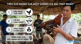 tính năng nổi bật giong ga da hay nhat