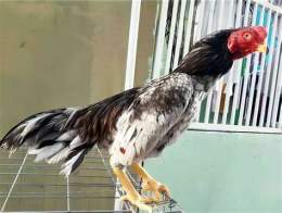 tính năng nổi bật giống gà đá mới nhất