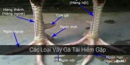 tính năng nổi bật huong dan xem vay ga da