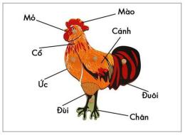 tính năng nổi bật làm con gà trống bằng vải dạ