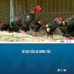 tính năng nổi bật mao đệ đi đá gà