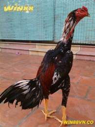 tính năng nổi bật màu gà đá hay