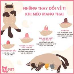tính năng nổi bật mèo có ăn được da gà không