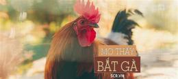 tính năng nổi bật mơ đá gà đánh con gì