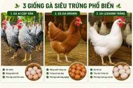 tính năng nổi bật mua ga da o can tho