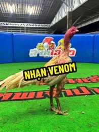 tính năng nổi bật nhạn venom gà thái đá