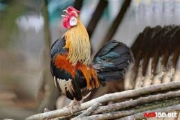 tính năng nổi bật nhung con ga tre da hay