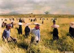 tính năng nổi bật nông dân gặt lúa mùa vàng
