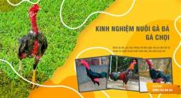 tính năng nổi bật nuoi ga đá